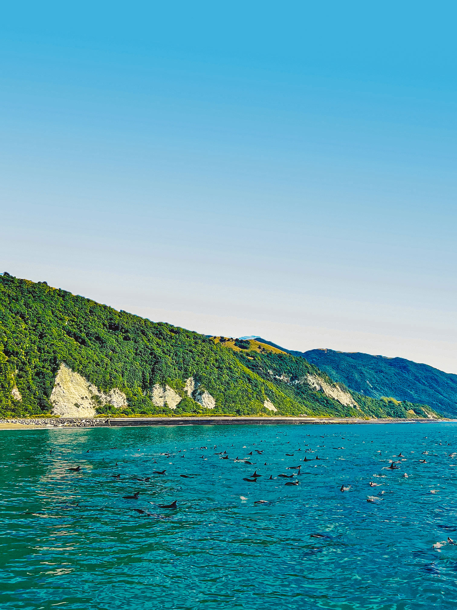 Dolphins Swimming with Fins on Surface of Water, Kaikoura, New Zealand