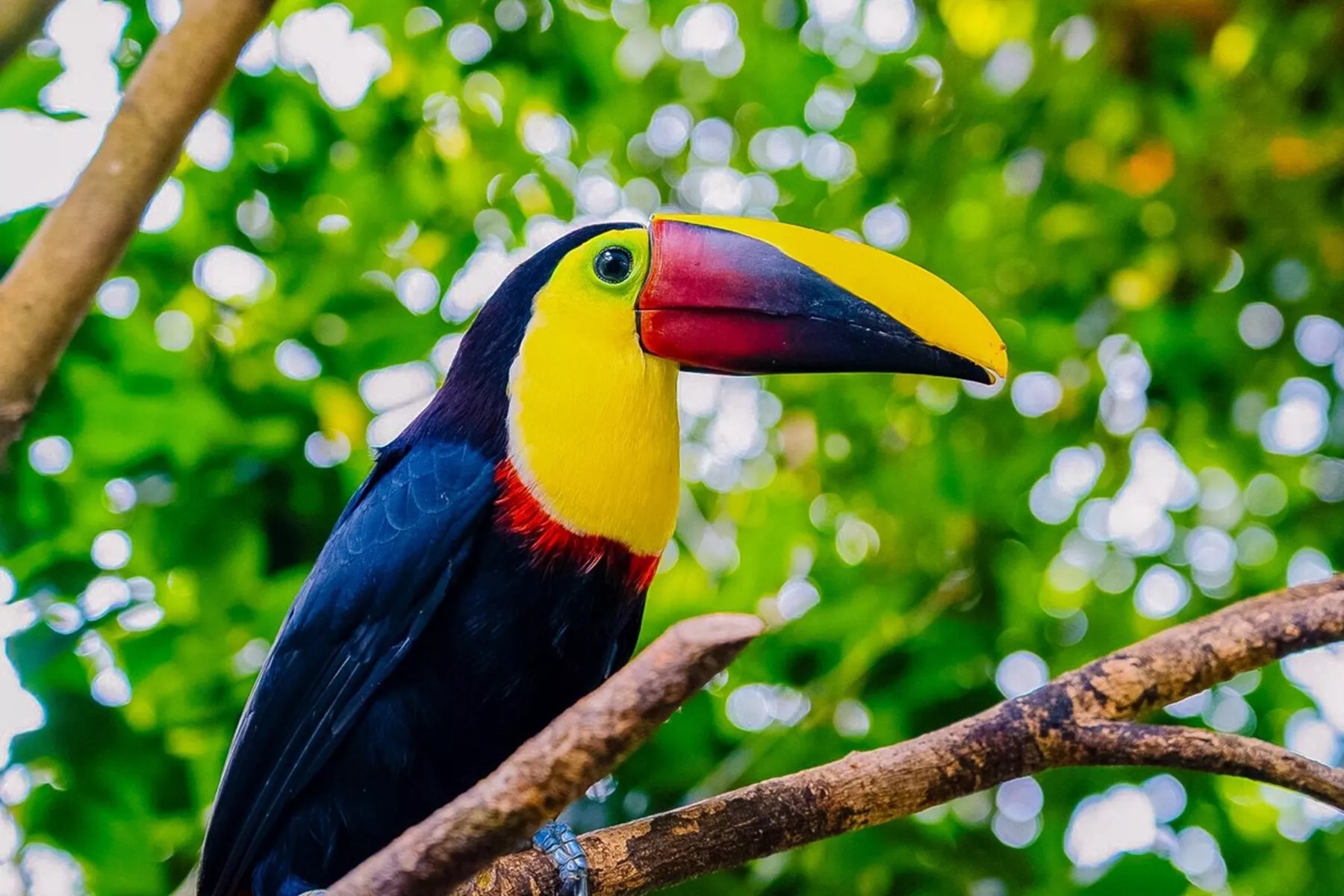 A colorful tucan sitting on top of a tree branch
