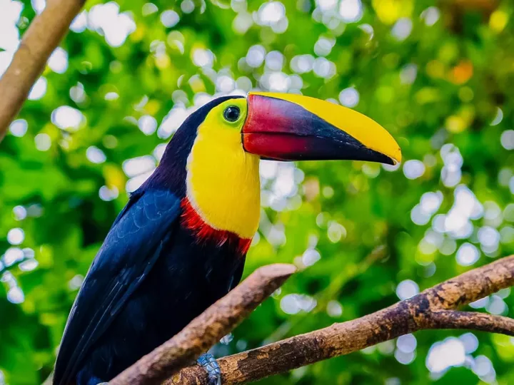 A colorful tucan sitting on top of a tree branch