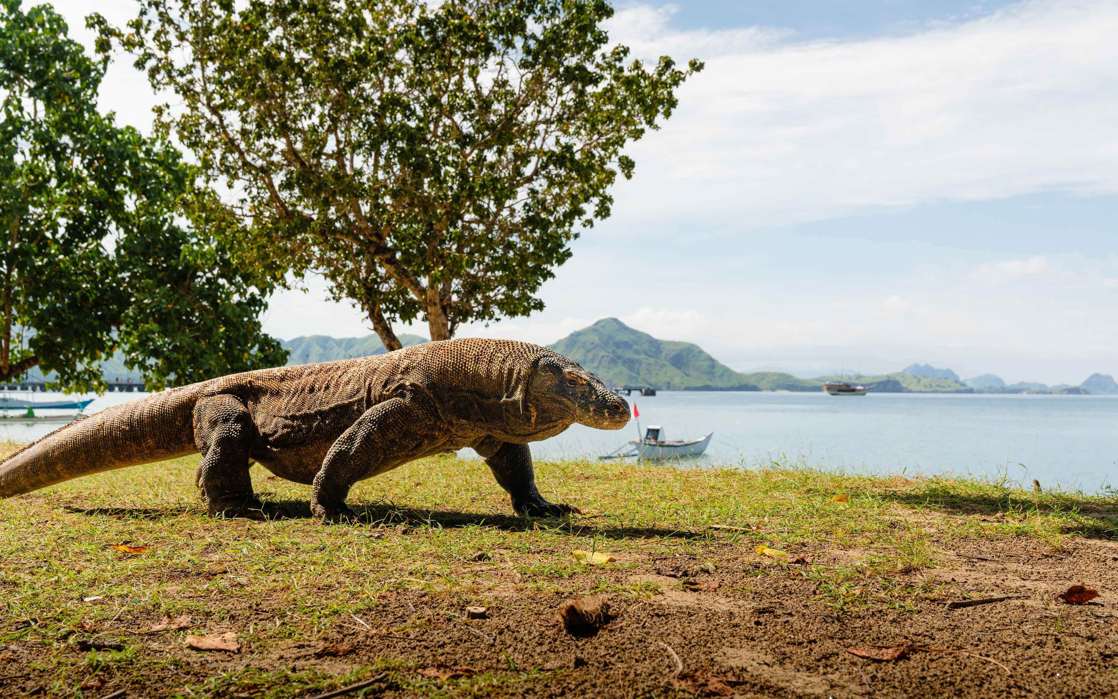 Komodo Dragon Walking On Komodo Island Indonesia