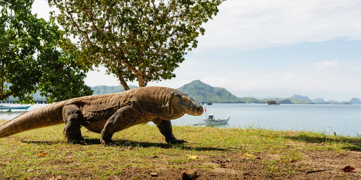 Komodo Dragon Walking On Komodo Island Indonesia