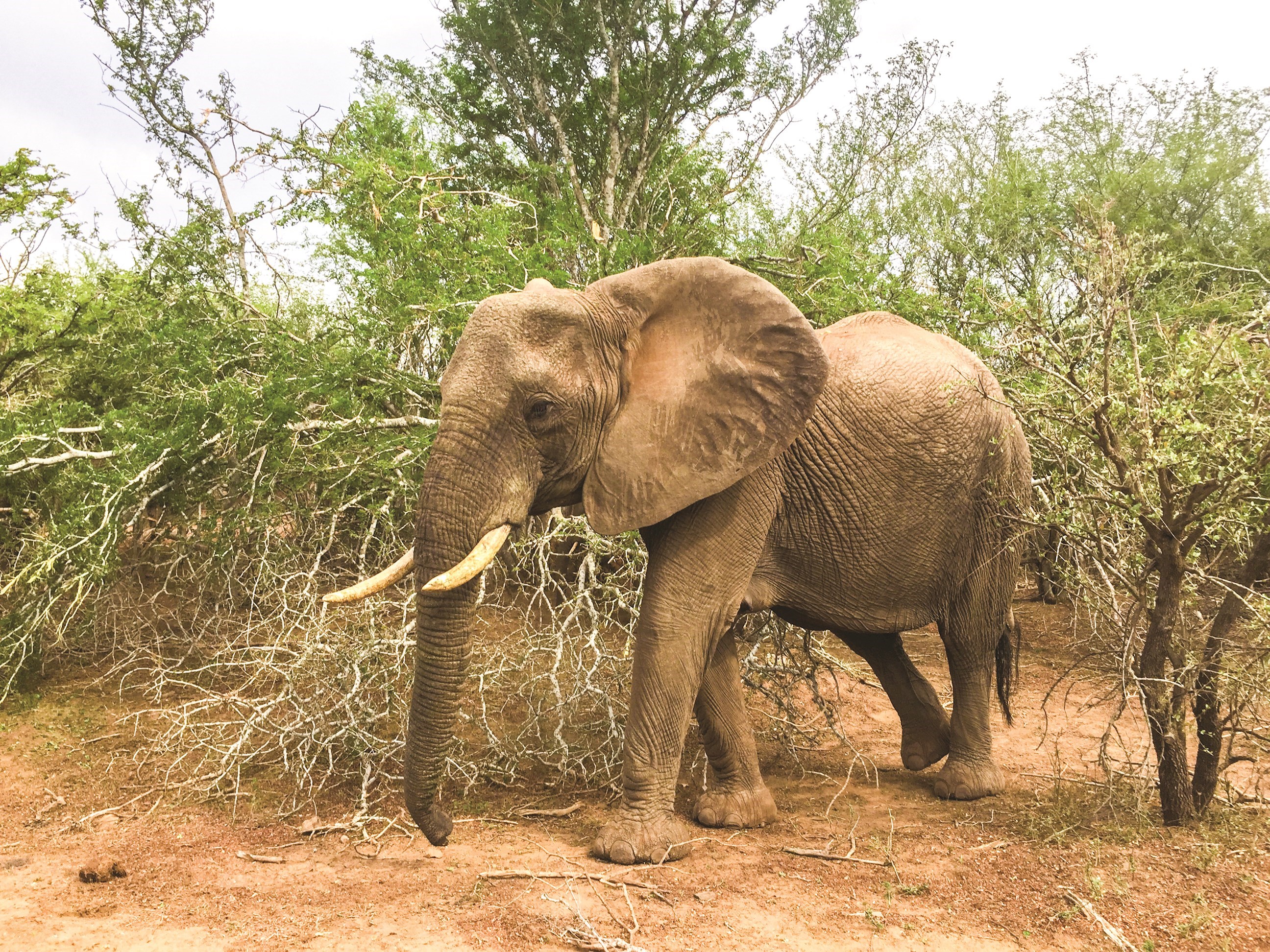 Elephant Walking Through Vegetation, Addo Elephant National Park, South Africa