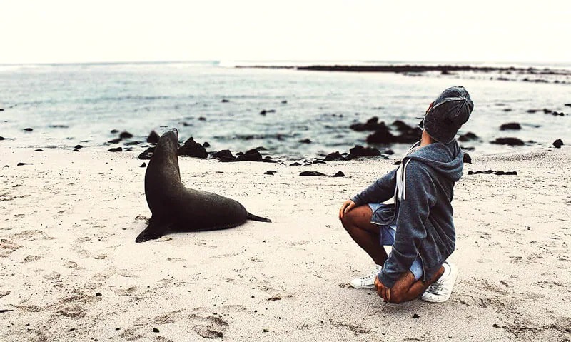 Sea Lion on Galapagos Island Beach