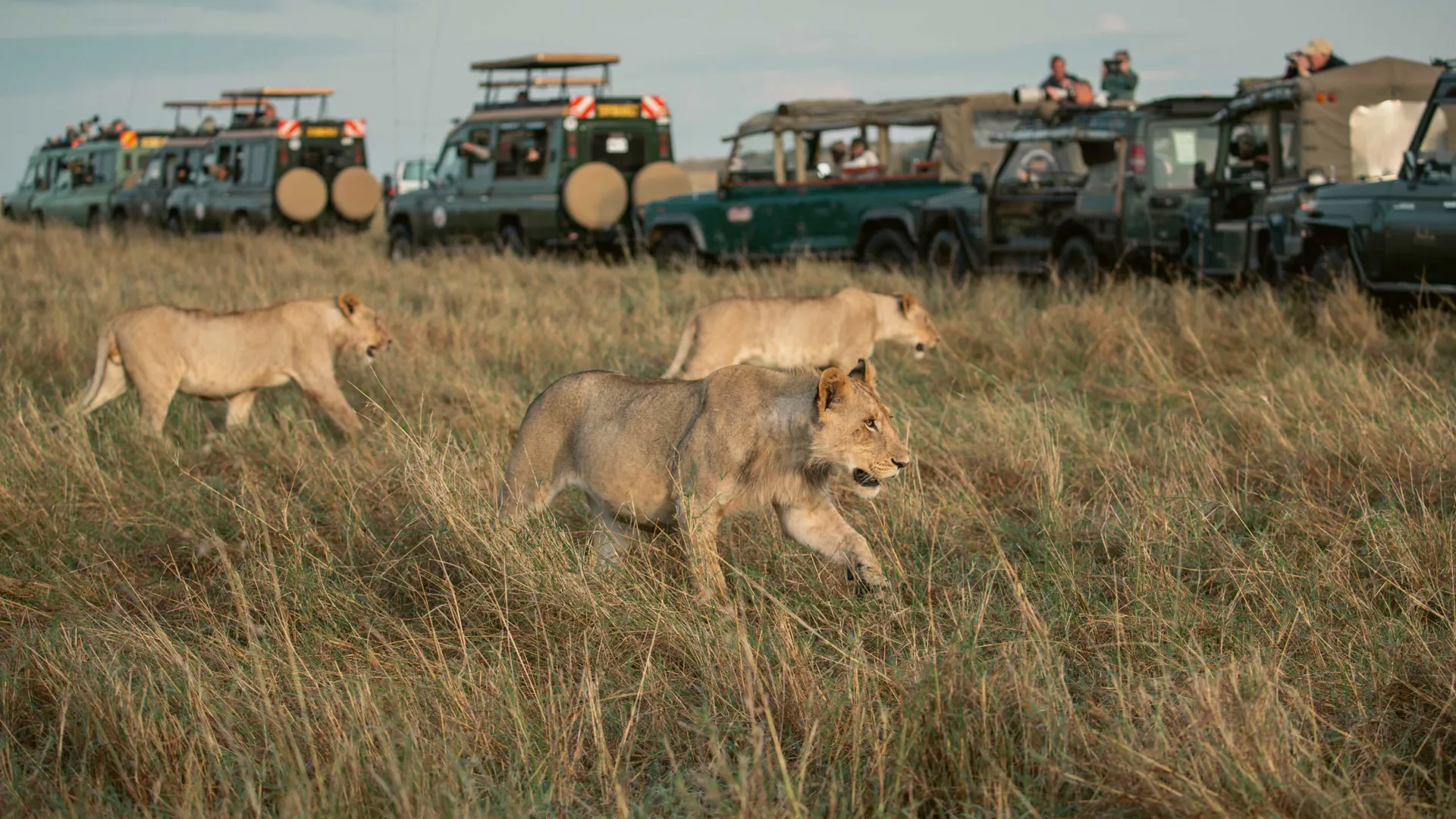 Three lions walk through the grasslands of Kenya as safari vehicles watch from a distance during a wildlife safari.
