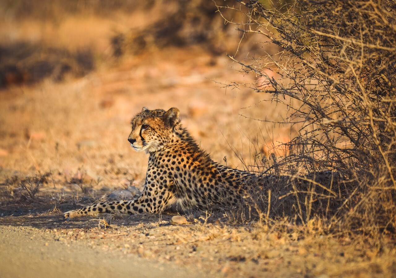 Take a Sunset Game Drive in Kruger