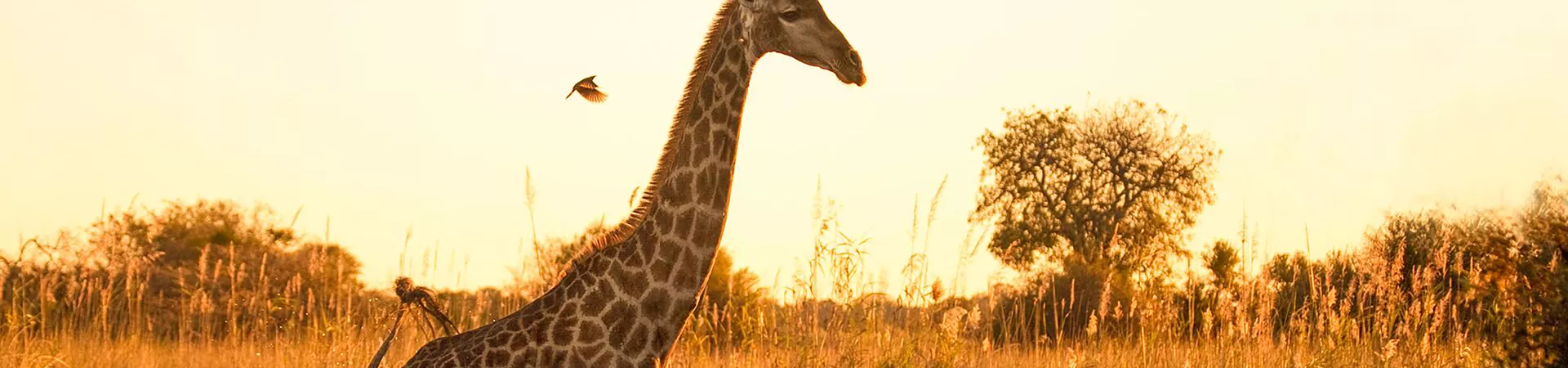 Kenya Trips and Travel Guide