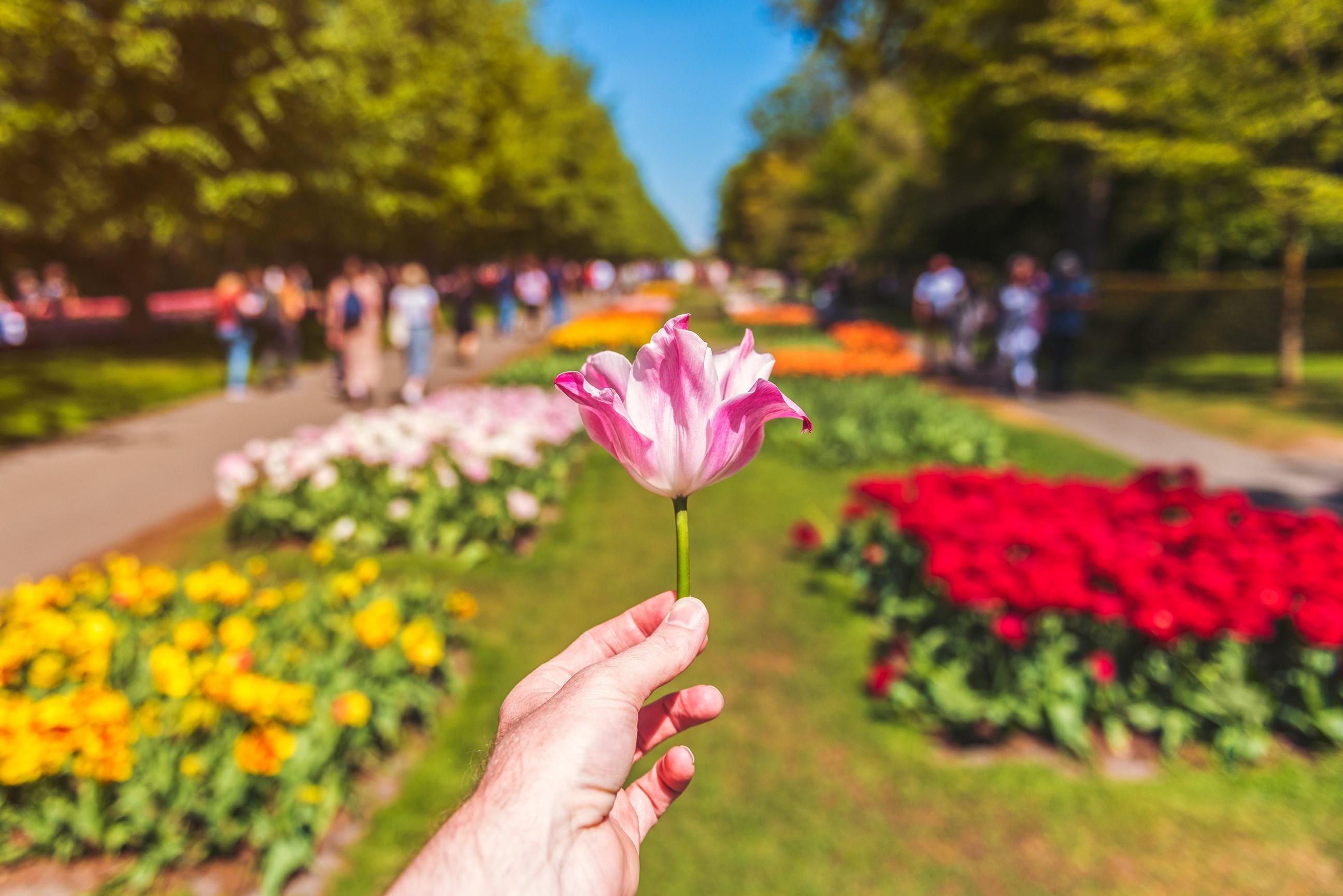 Visit Keukenhof