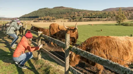 Hairy Coo Safari People Taking Photographs Sunny Day