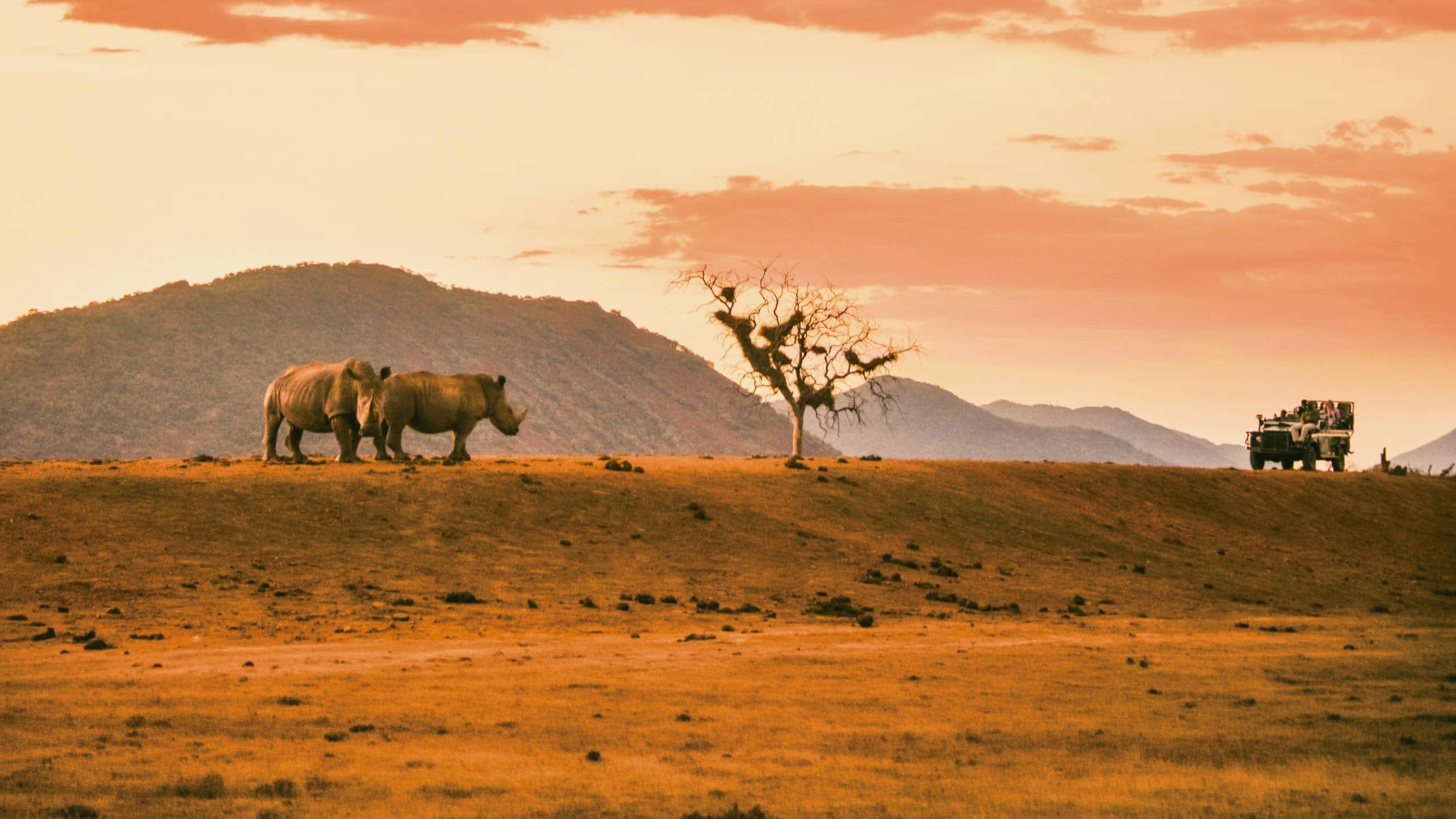 Two rhinos roam the African savanna as a safari vehicle approaches during the Contiki Cape Town to Kruger Safari Tour