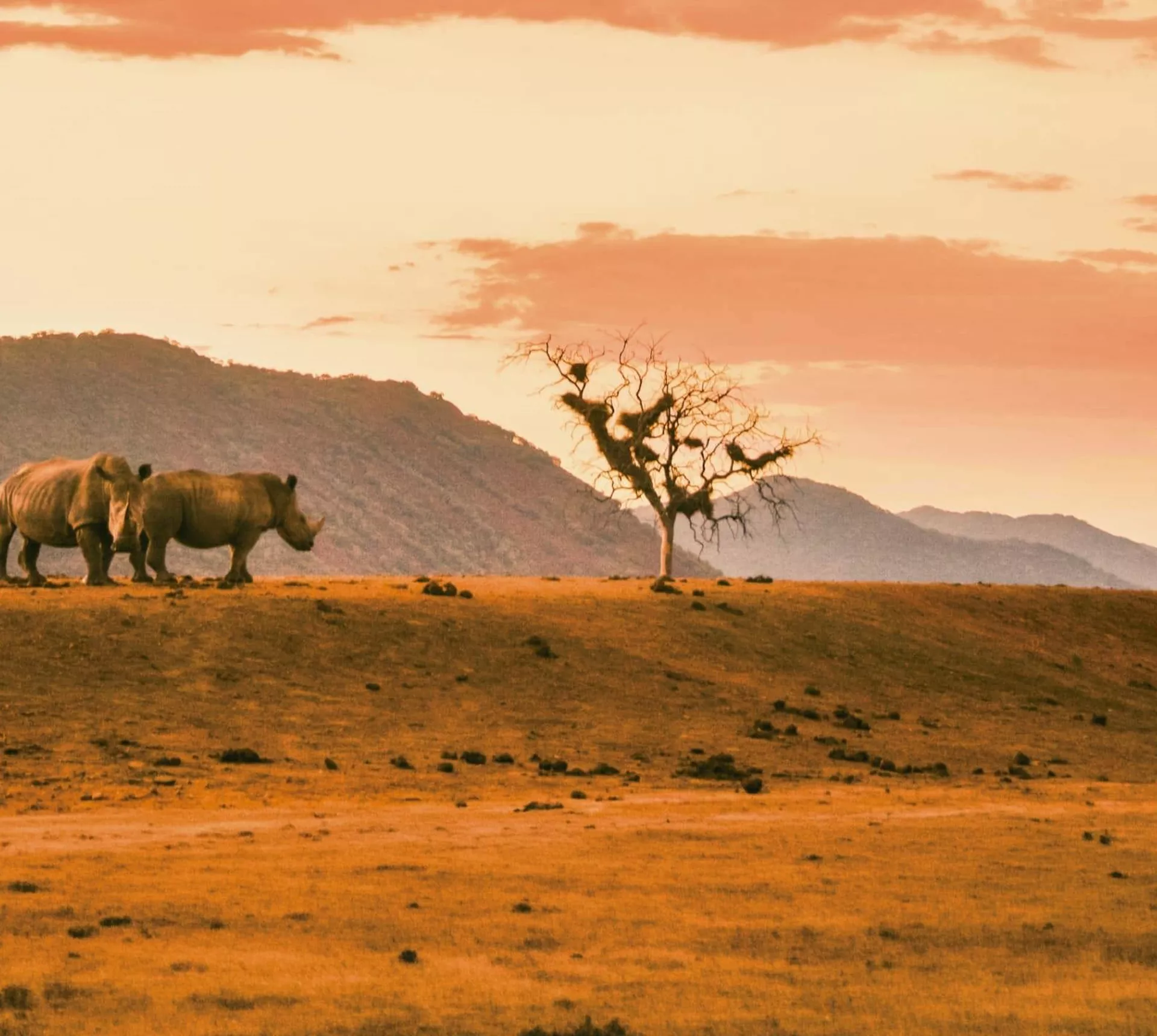 Two rhinos roam the African savanna as a safari vehicle approaches during the Contiki Cape Town to Kruger Safari Tour