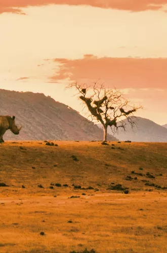Two rhinos roam the African savanna as a safari vehicle approaches during the Contiki Cape Town to Kruger Safari Tour