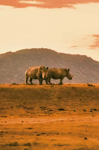 Two rhinos roam the African savanna as a safari vehicle approaches during the Contiki Cape Town to Kruger Safari Tour