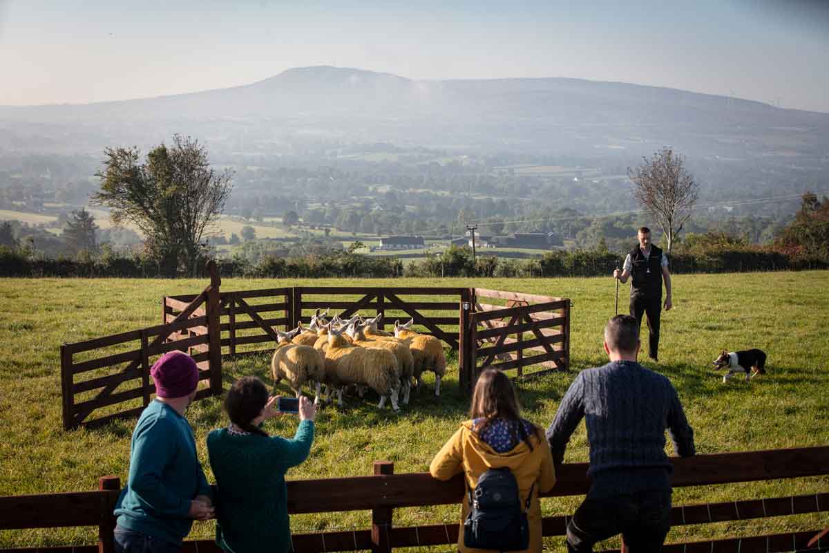 Sheepdog Herding At Glenshane Country Farm