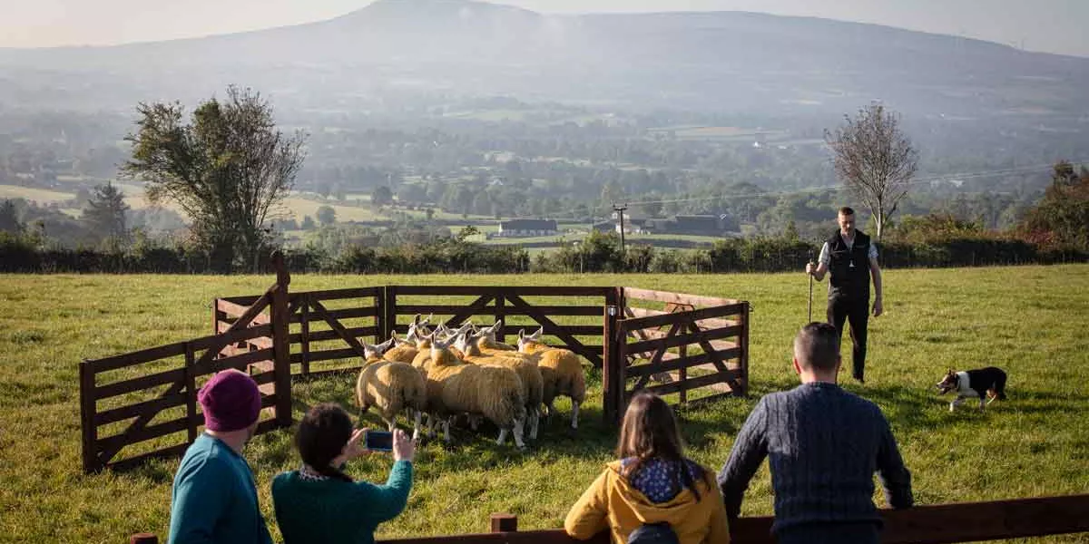 Sheepdog Herding At Glenshane Country Farm