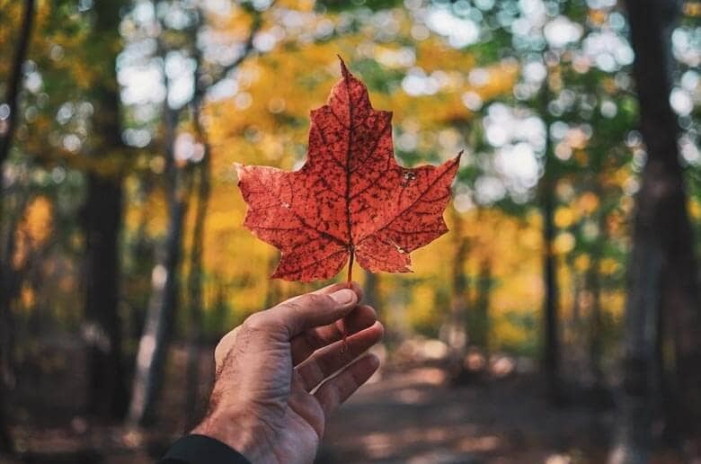 Hand holding a leaf with forest in the background