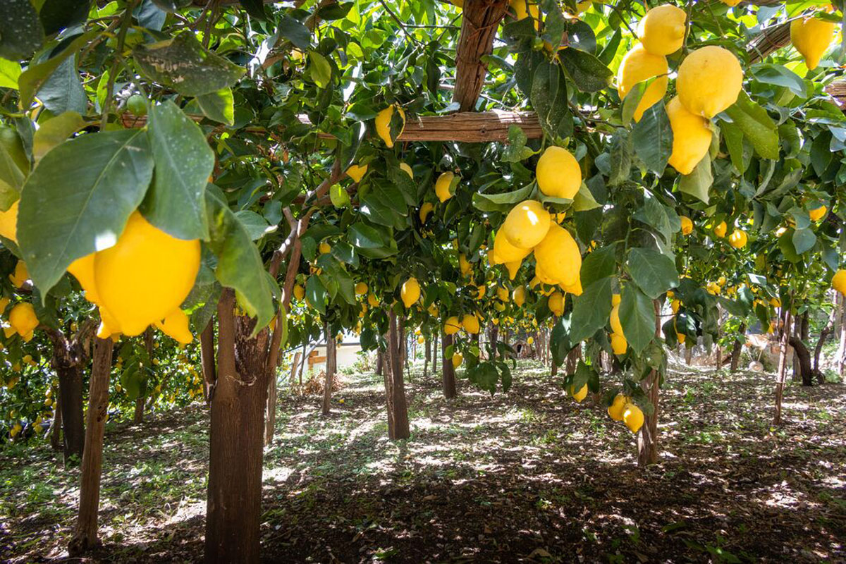 Lemon Trees With Big Yellow Lemons