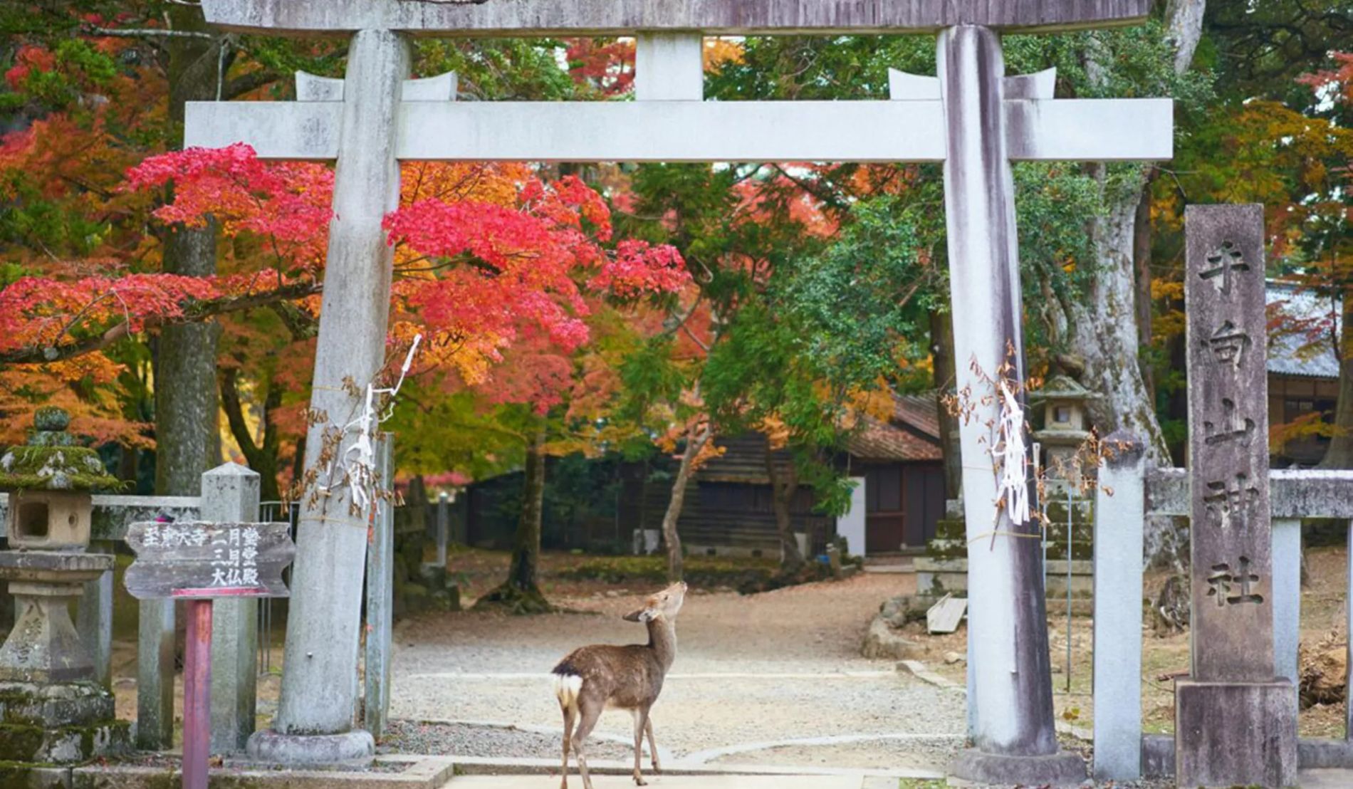 Deer In Japan