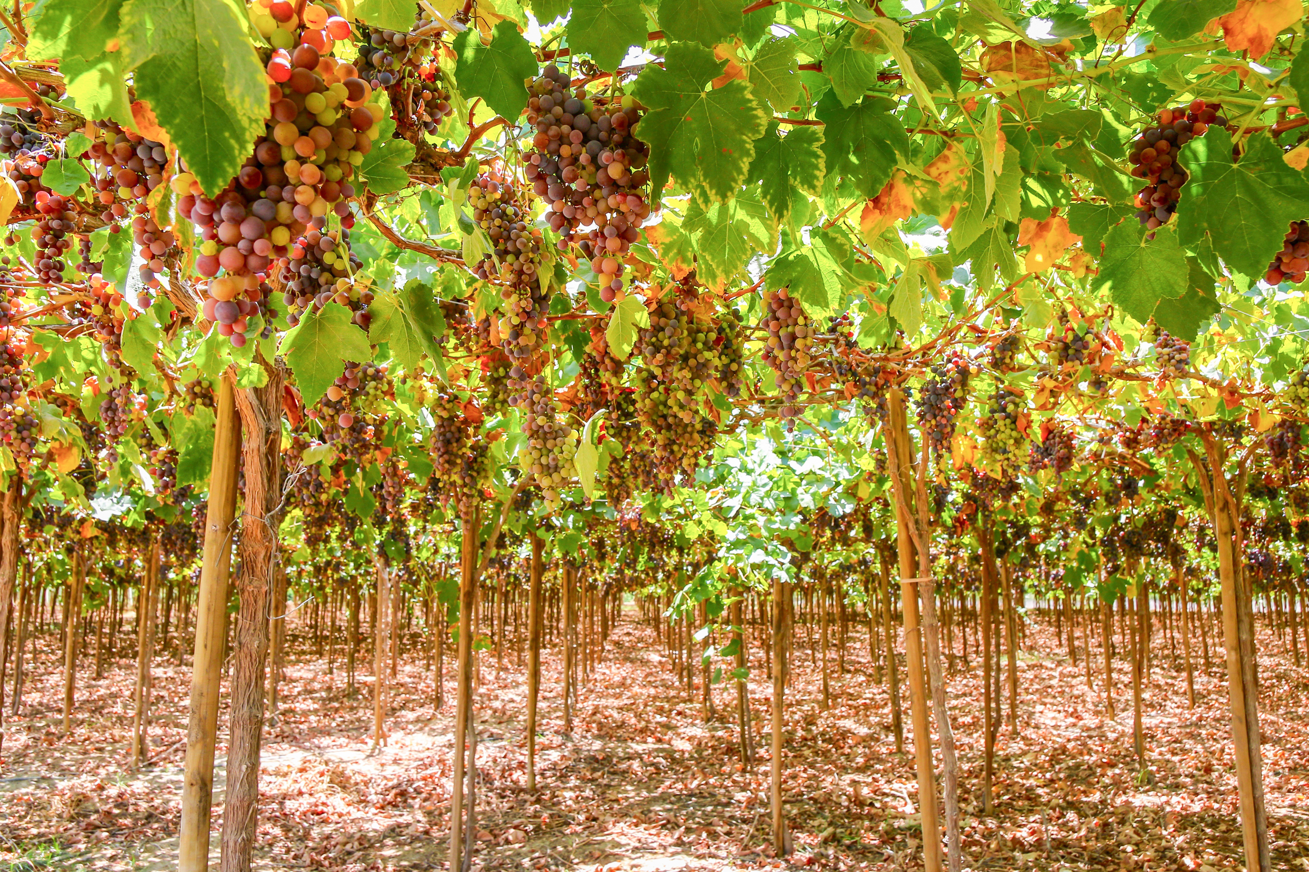 Tour a Pisco Vineyard