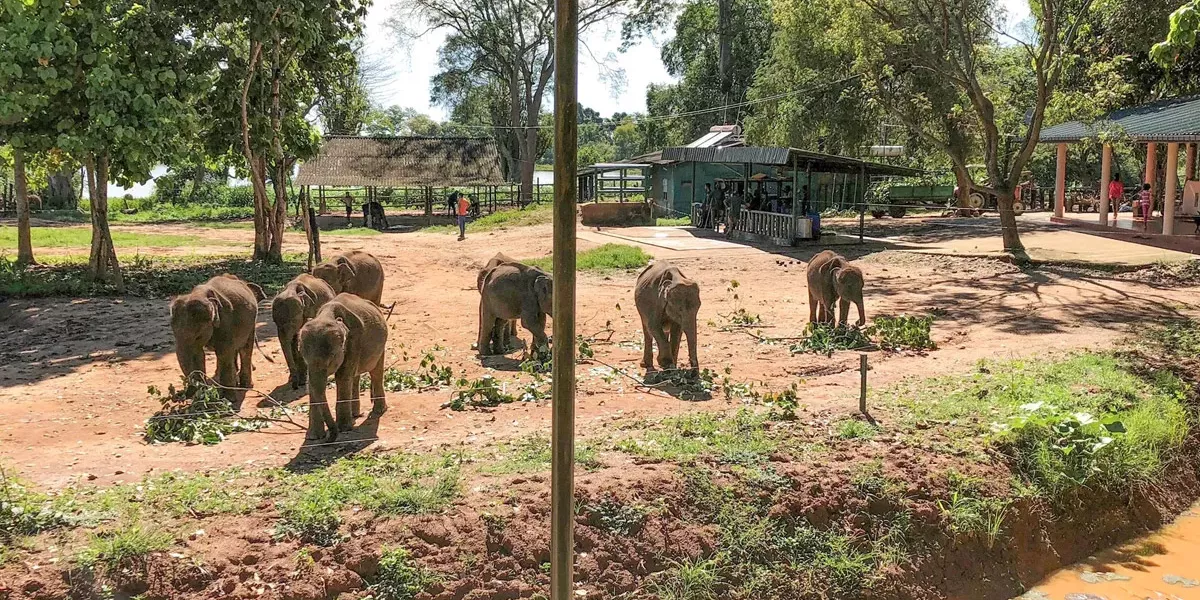 Visit An Elephant Transit Home Udawalawe National Park Sri Lanka