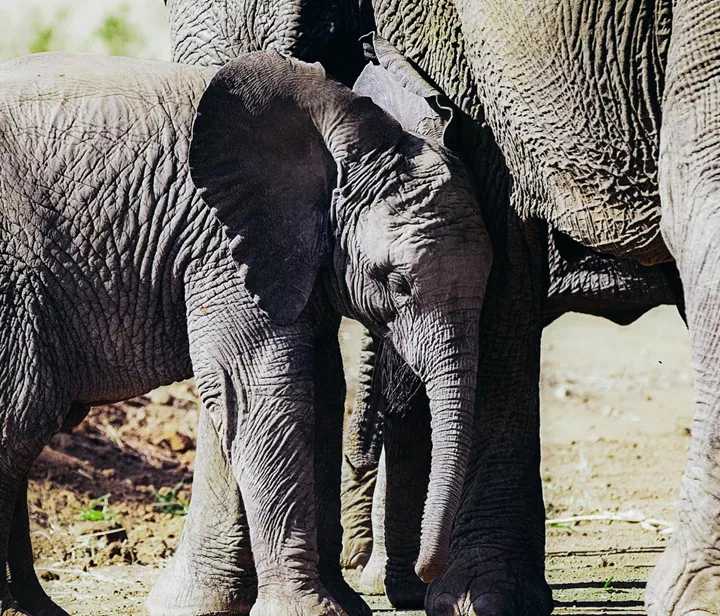 Meet rescued baby elephants being rehabilitated at David Sheldrick Elephant Orphanage, Kenya