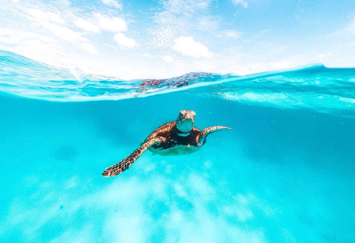  Turtle swimming in the ocean
