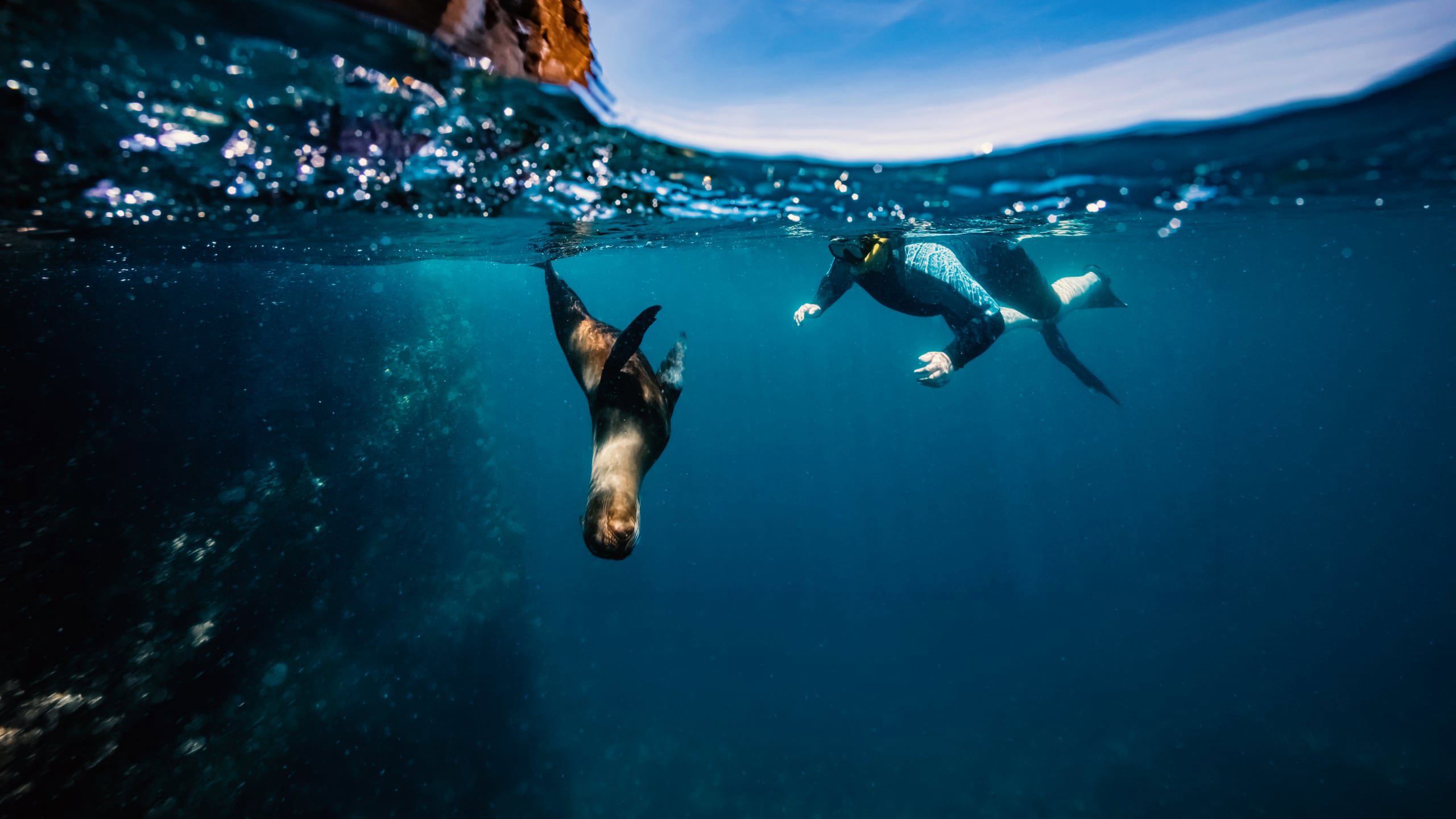 Snorkeller swimming underwater alongside a wild sea lion in the crystal clear blue waters of the Galápagos Islands Ecuador - Contiki Galápagos Island Hopping Tour