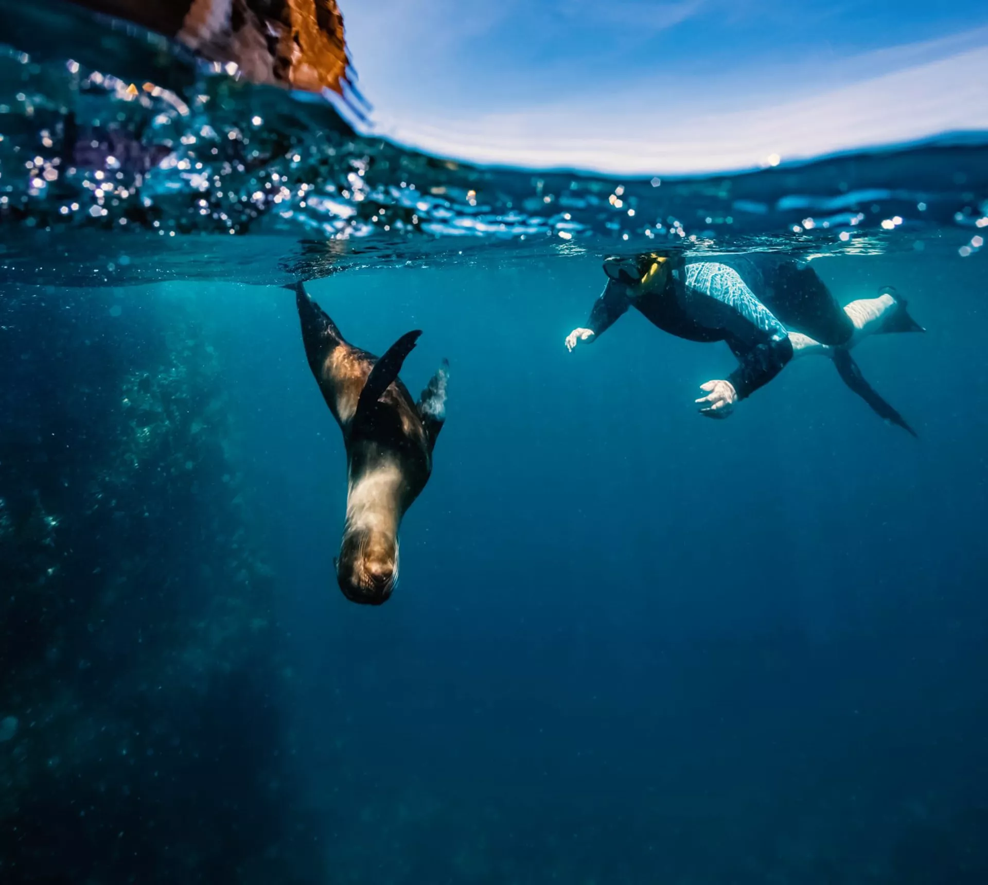 Snorkeller swimming underwater alongside a wild sea lion in the crystal clear blue waters of the Galápagos Islands Ecuador - Contiki Galápagos Island Hopping Tour