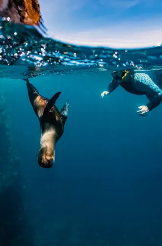 Snorkeller swimming underwater alongside a wild sea lion in the crystal clear blue waters of the Galápagos Islands Ecuador - Contiki Galápagos Island Hopping Tour