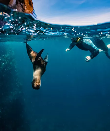 Snorkeller swimming underwater alongside a wild sea lion in the crystal clear blue waters of the Galápagos Islands Ecuador - Contiki Galápagos Island Hopping Tour