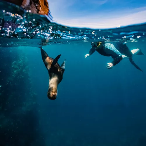 Snorkeller swimming underwater alongside a wild sea lion in the crystal clear blue waters of the Galápagos Islands Ecuador - Contiki Galápagos Island Hopping Tour