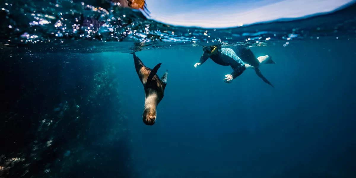 Snorkeller swimming underwater alongside a wild sea lion in the crystal clear blue waters of the Galápagos Islands Ecuador - Contiki Galápagos Island Hopping Tour