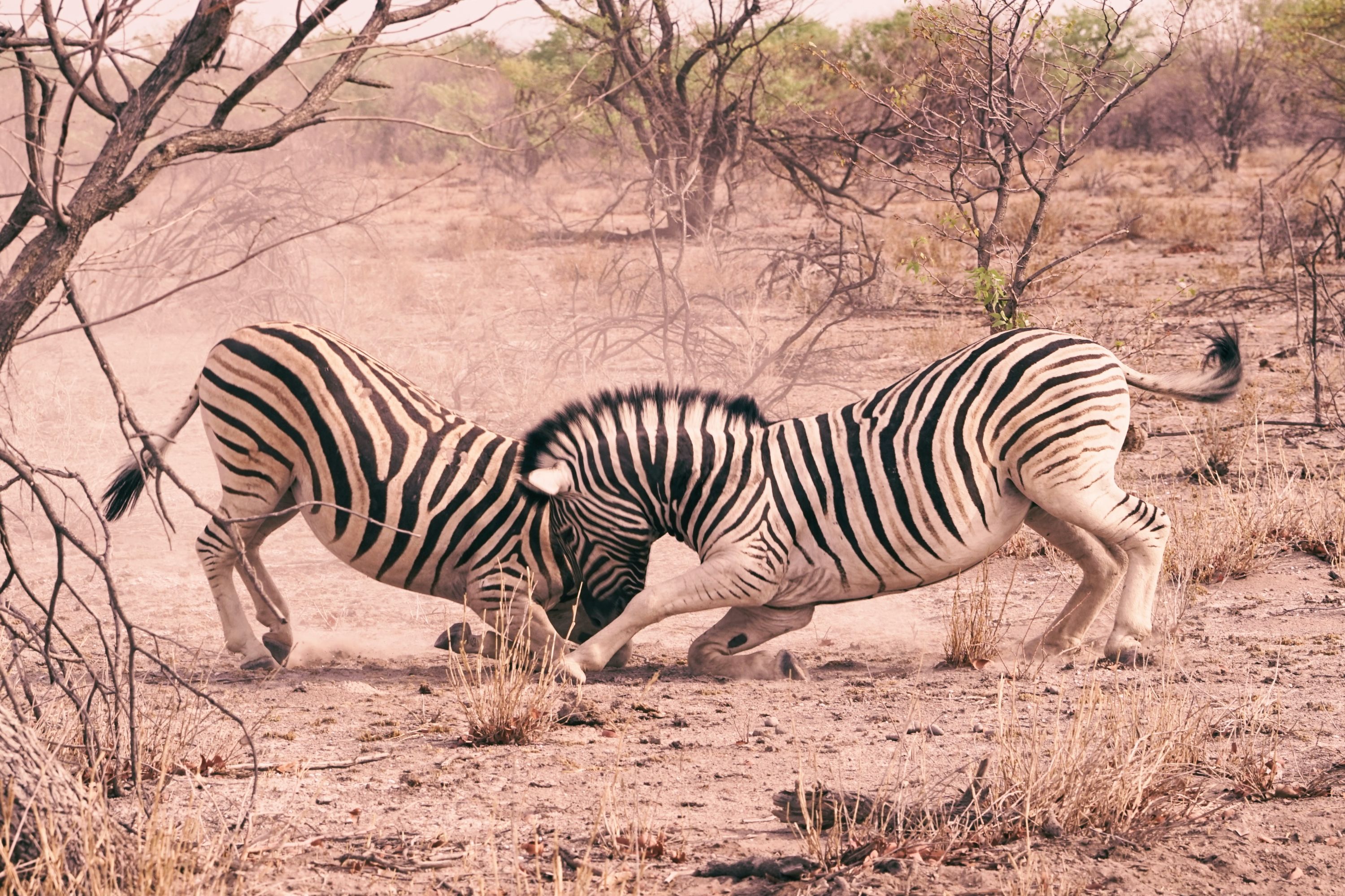 Two zebras butting heads in the Etosha National Park in Namibia.
