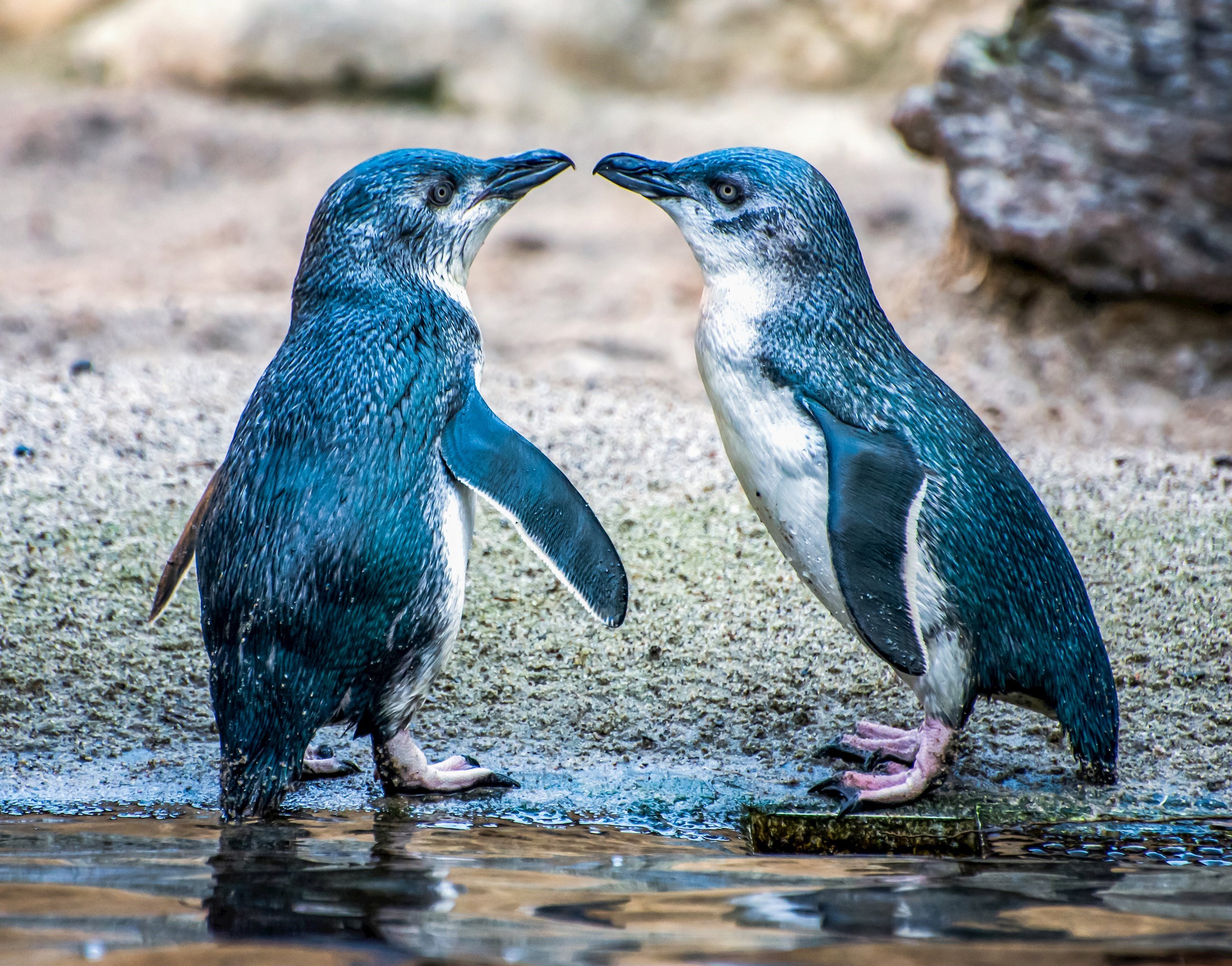 Kaikōura Wildlife Centre Trust MAKE TRAVEL MATTER® Experience