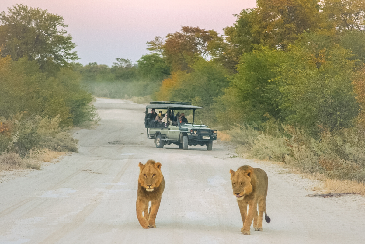 Lions Walking Safari Jeep Parked At The Back