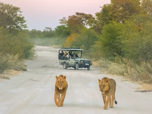 Lions Walking Safari Jeep Parked At The Back