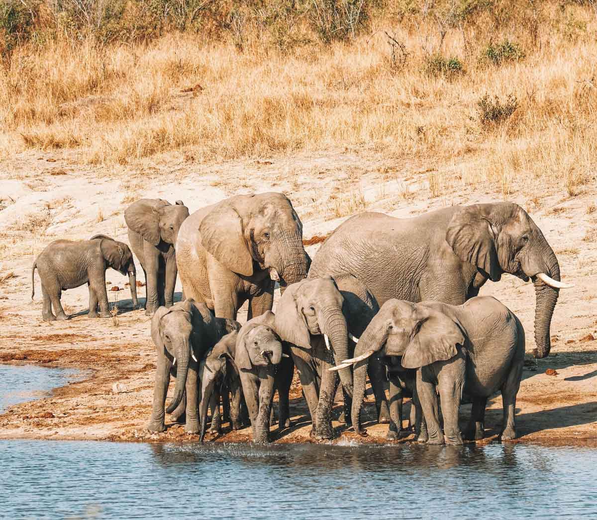 Elephants In Chobe National Park