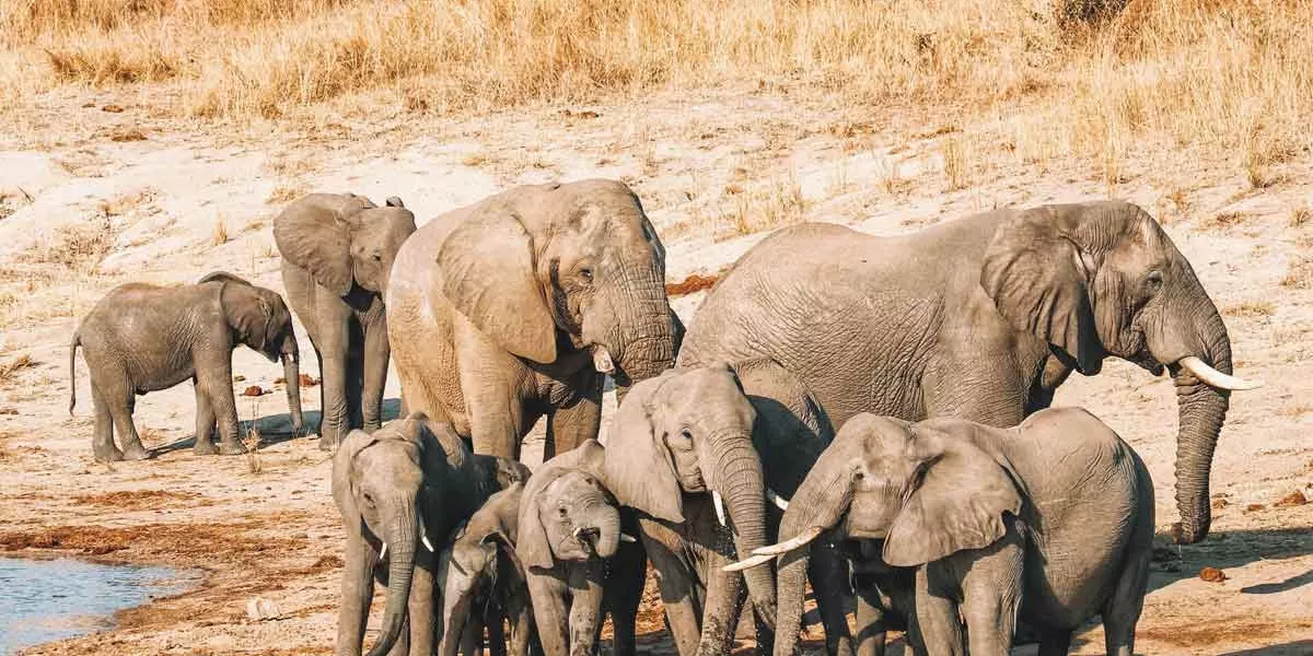 Elephants In Chobe National Park