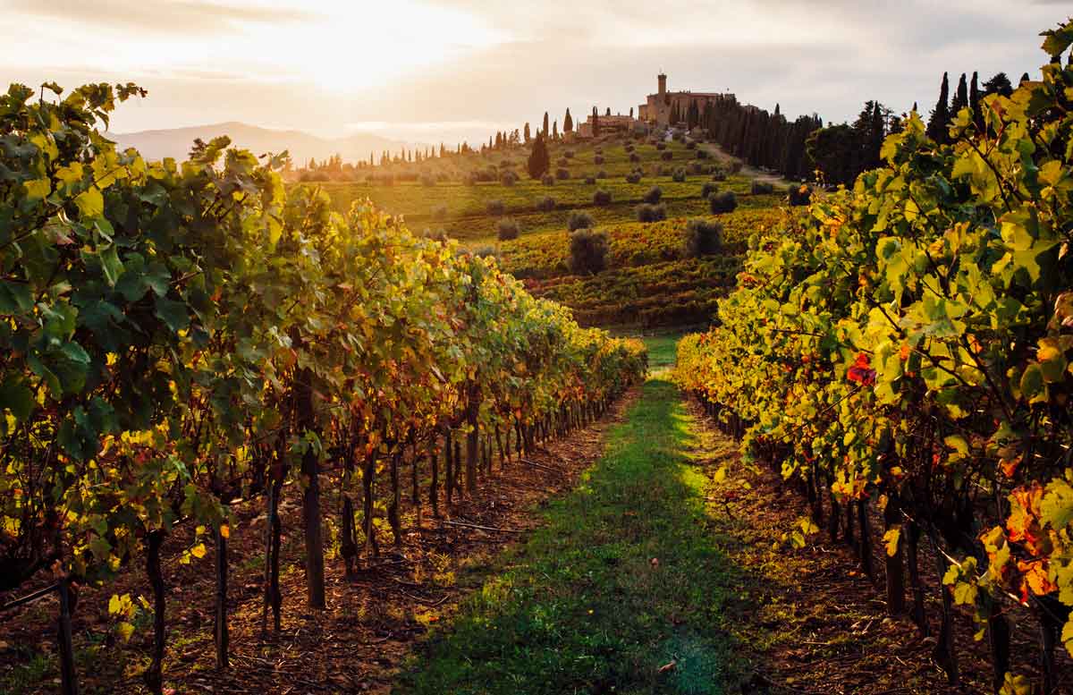 Scenic View Of A Vineyard In Italy