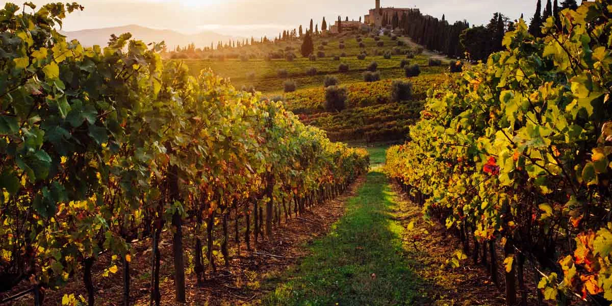 Scenic View Of A Vineyard In Italy