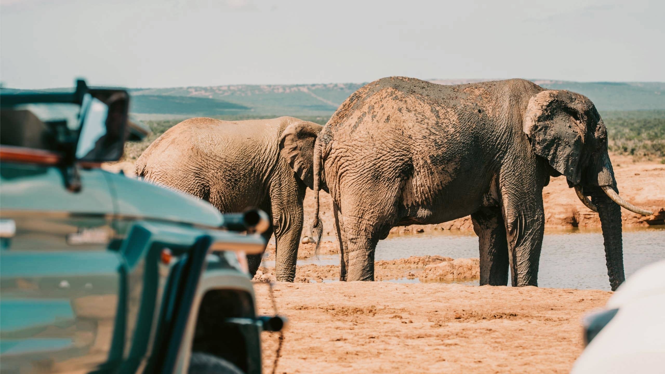 Elephants standing at a waterhole beside safari vehicles in Addo Elephant National Park, South Africa, on the Contiki Garden Route & Addo 35 to 45 Tour