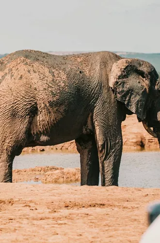 Elephants standing at a waterhole beside safari vehicles in Addo Elephant National Park, South Africa, on the Contiki Garden Route & Addo 35 to 45 Tour
