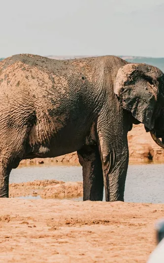 Elephants standing at a waterhole beside safari vehicles in Addo Elephant National Park, South Africa, on the Contiki Garden Route & Addo 35 to 45 Tour
