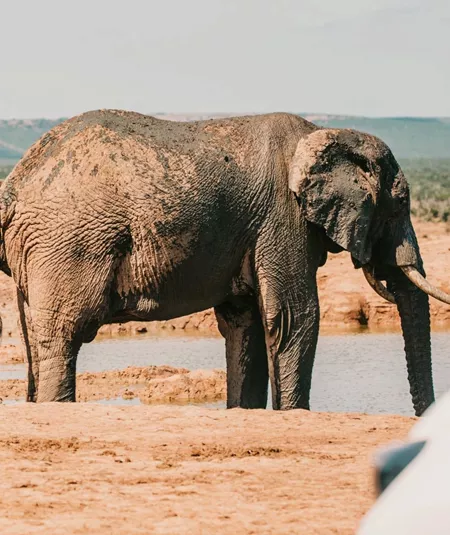 Elephants standing at a waterhole beside safari vehicles in Addo Elephant National Park, South Africa, on the Contiki Garden Route & Addo 35 to 45 Tour