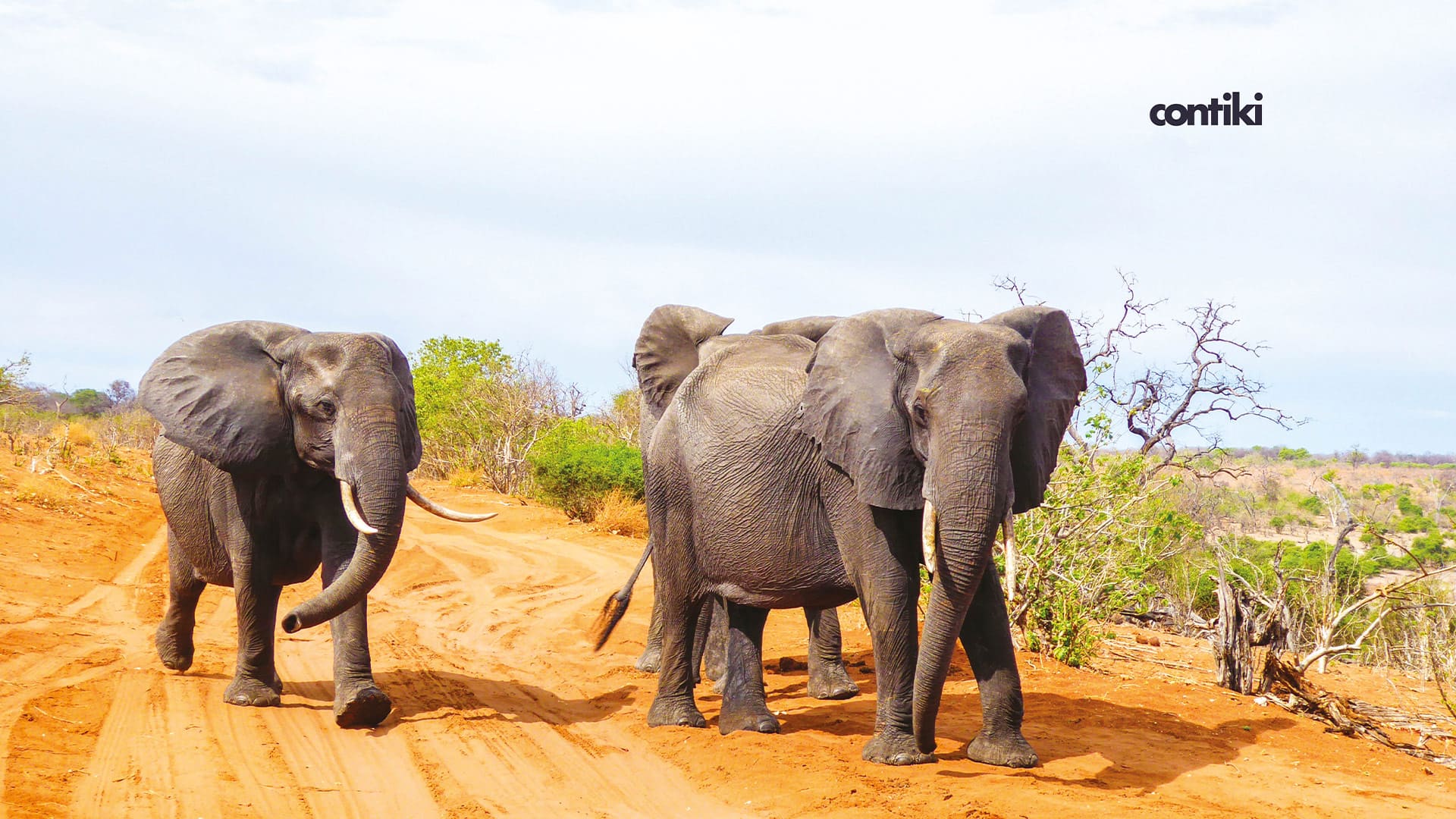 Elephants running on a sandy road