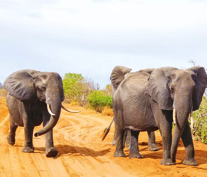 Elephants running on a sandy road