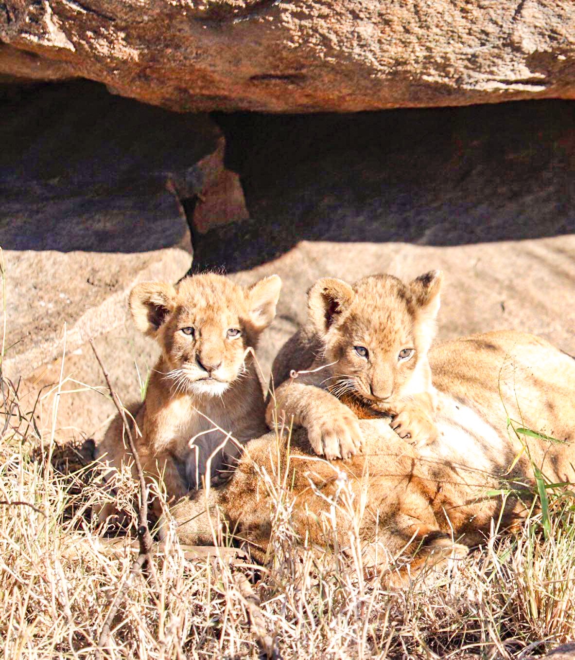 Take another morning Game Drive in the Serengeti