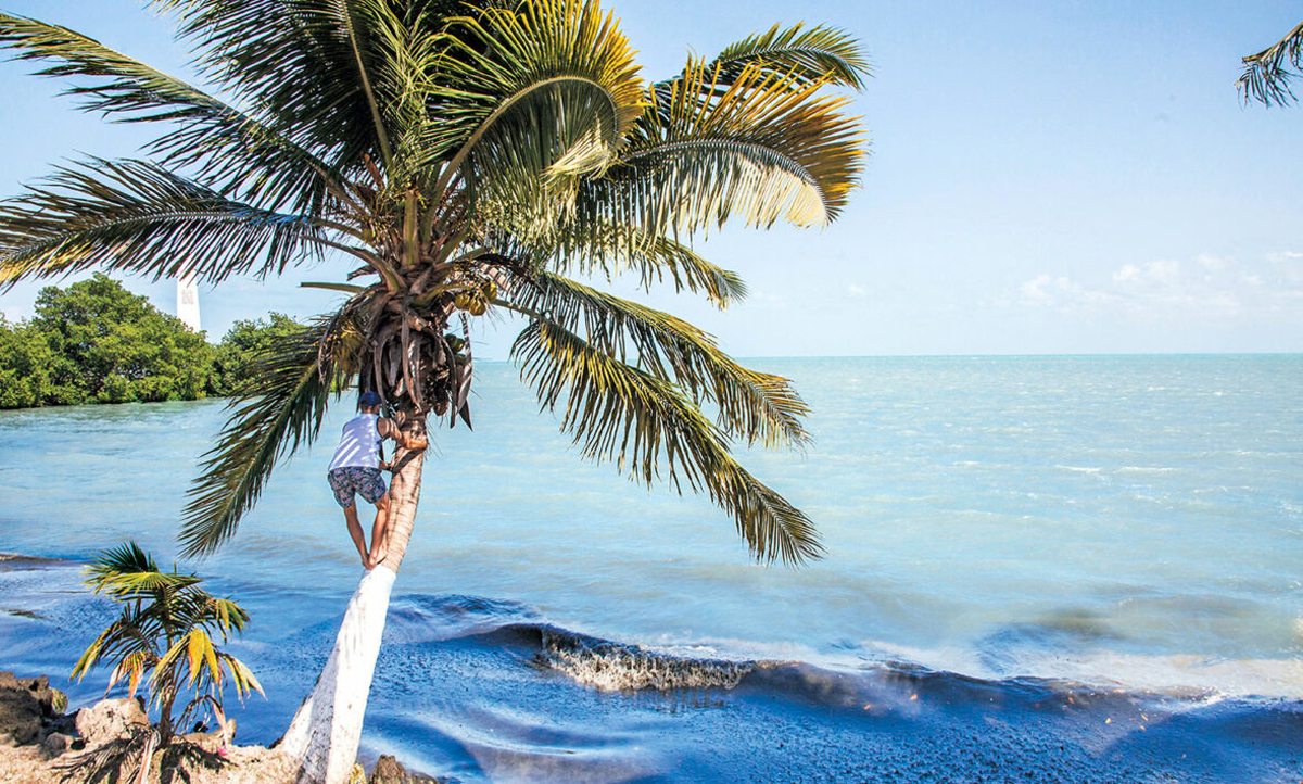 Man Climbing Palm Tree In Belize