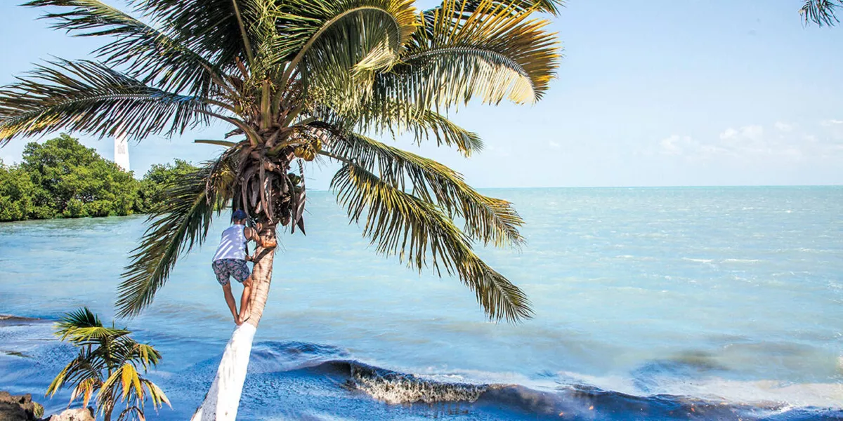 Man Climbing Palm Tree In Belize