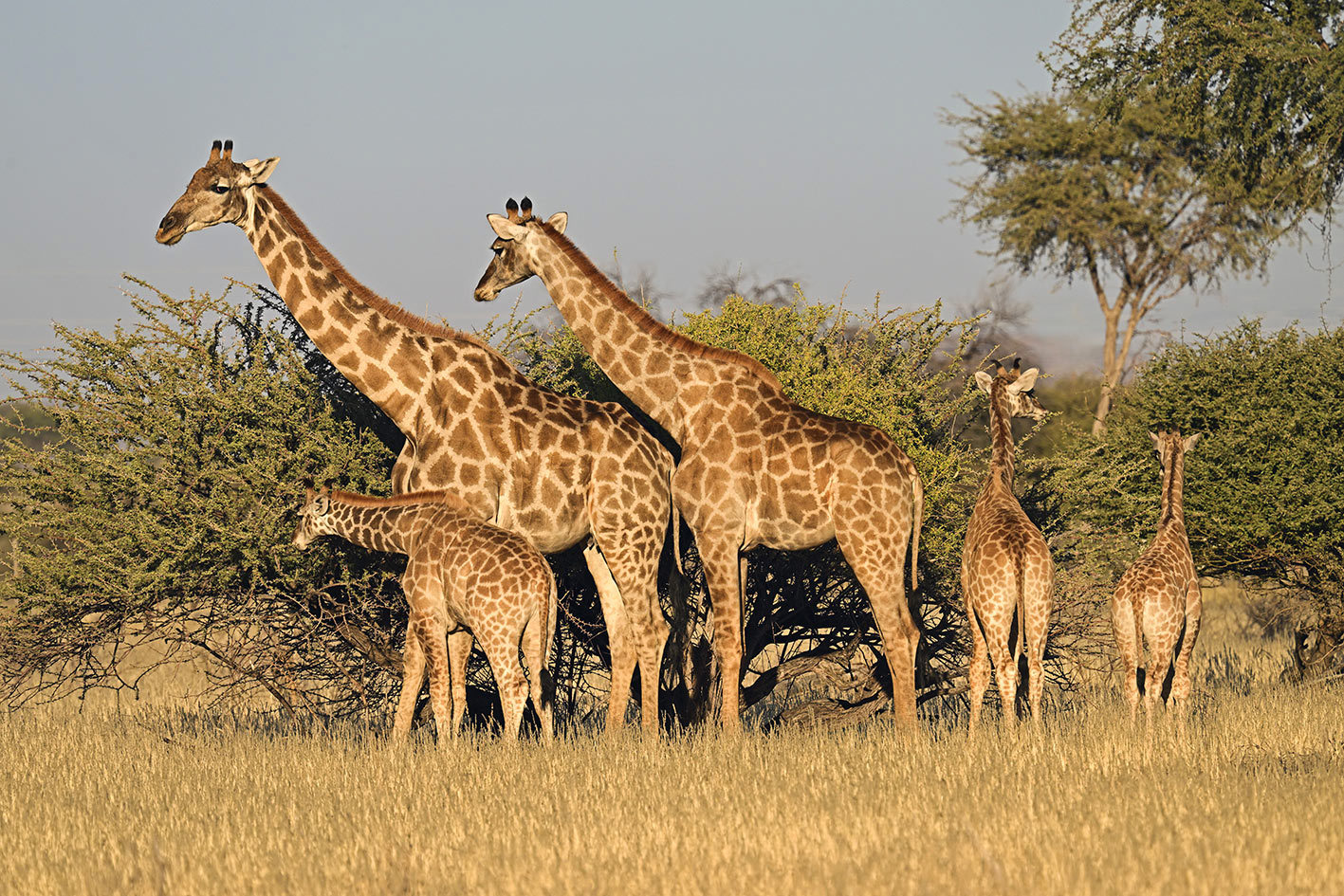 Five giraffes stand together in a sunny, grassy African savanna, Okapuka, Namibia