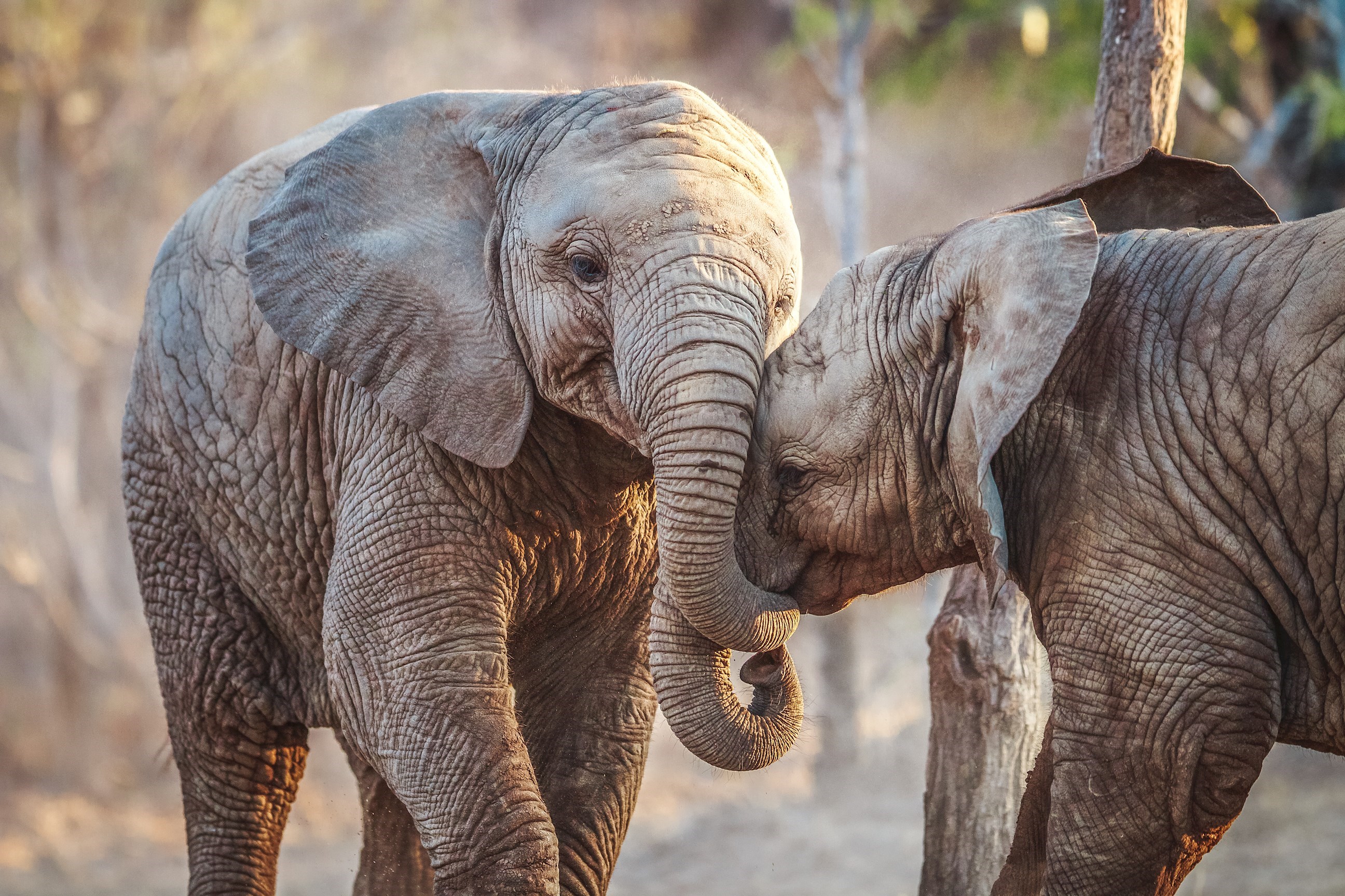 Take a Coach Game Drive in Addo Elephant National Park